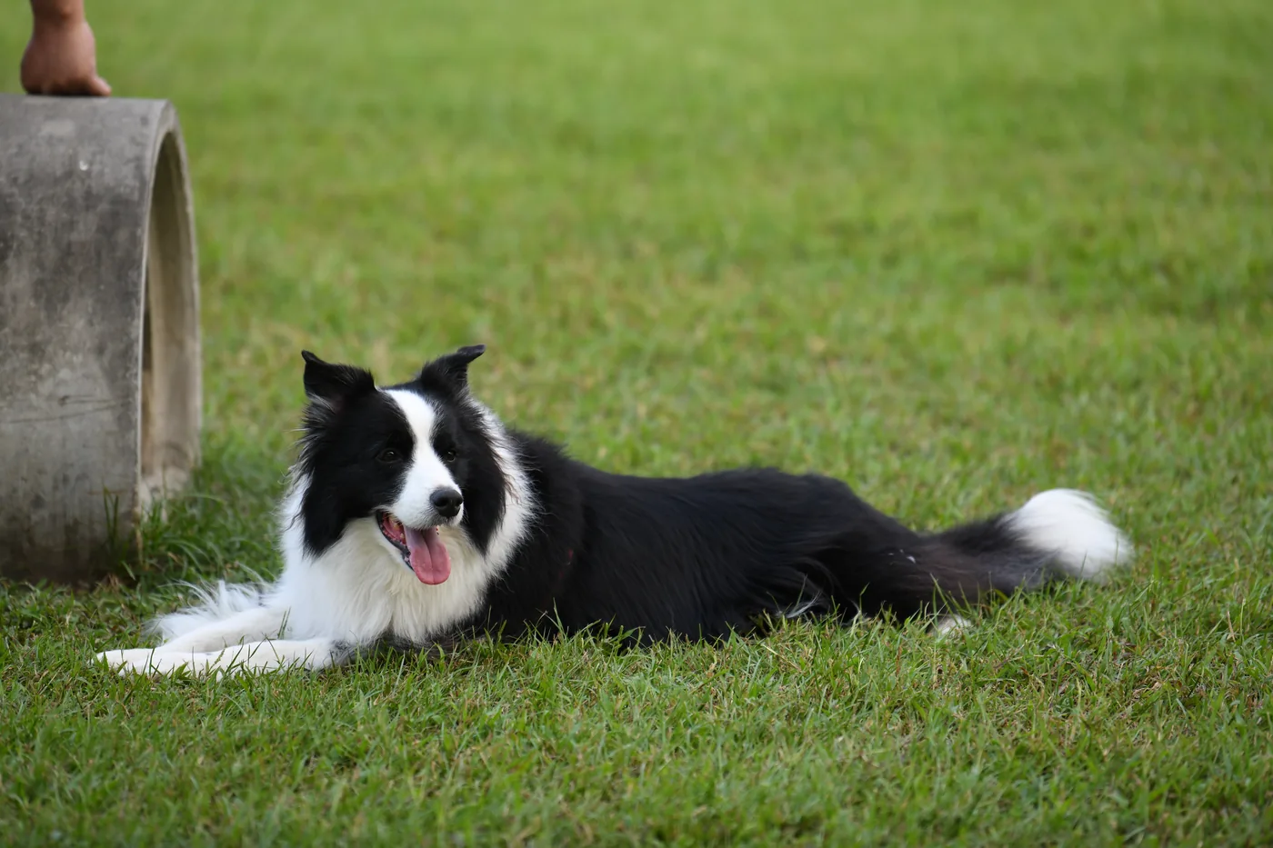 黑白邊境牧羊犬趴在草地上休息