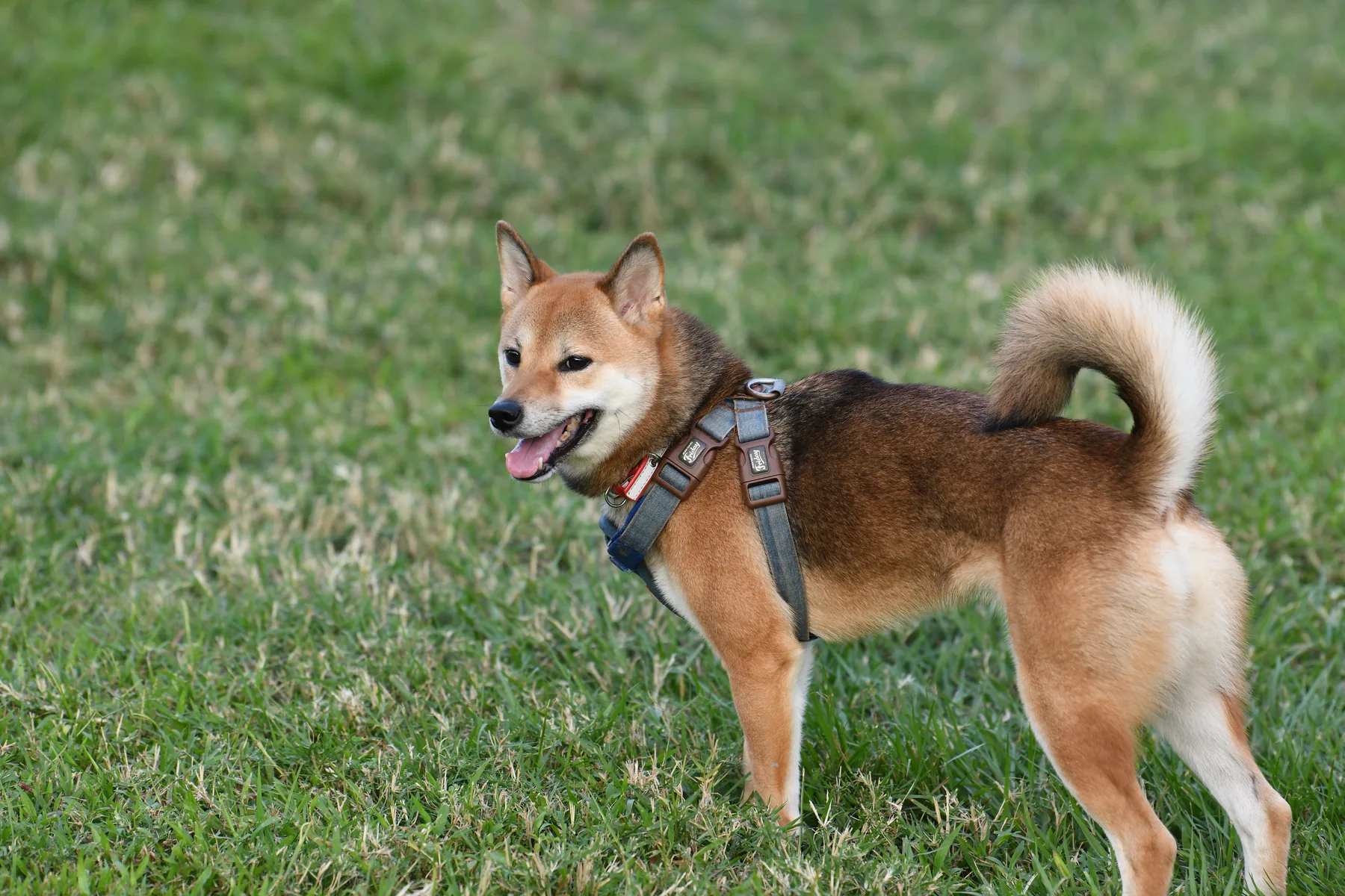 HOYA 側身回頭，陽光照亮柴犬的毛色