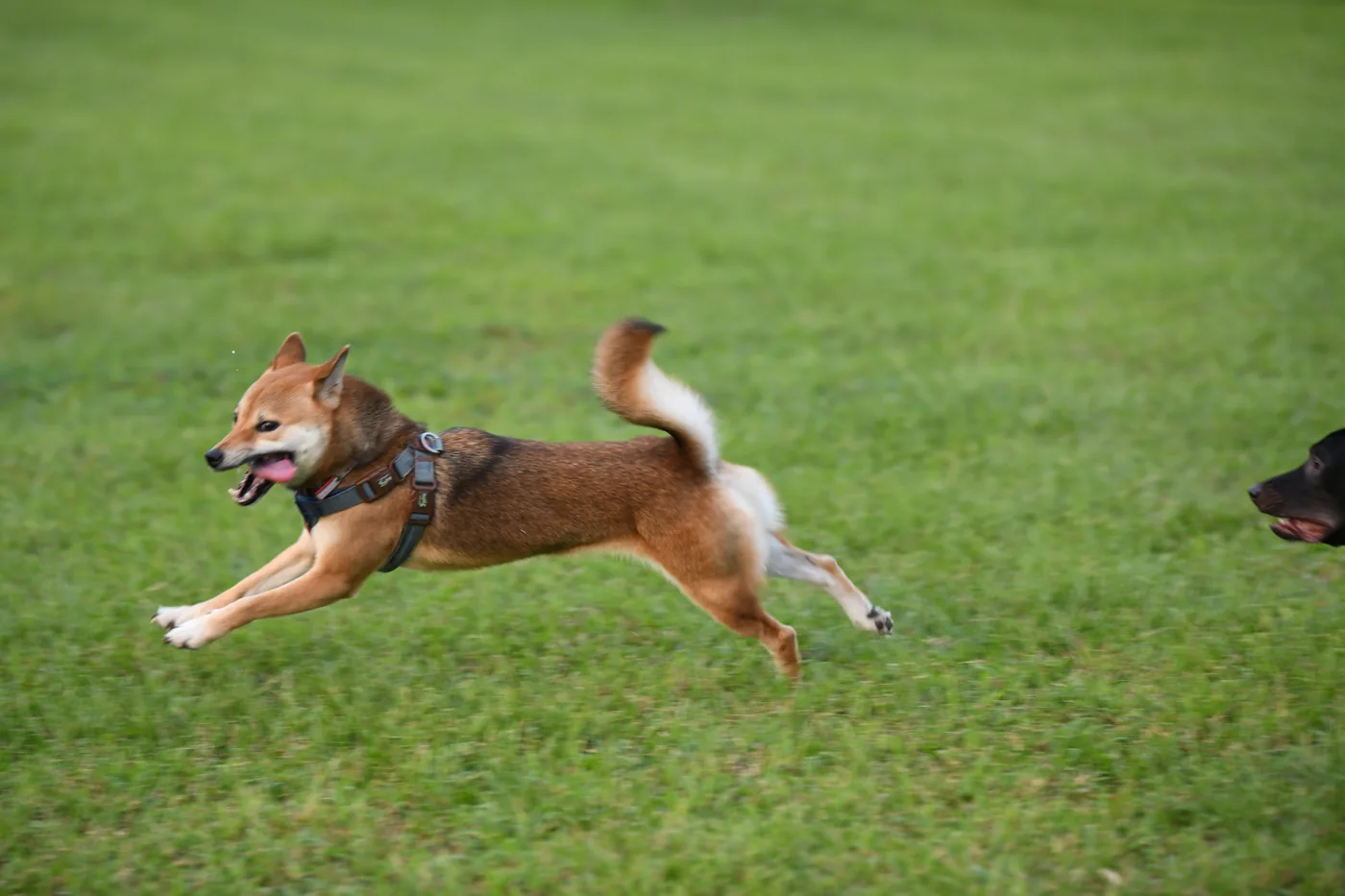 柴犬在草地上飛躍奔跑，四腳離地