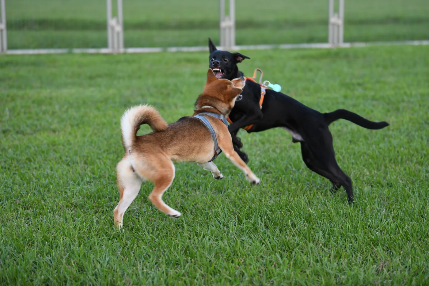 柴犬和黑狗在草地上開心追逐玩耍