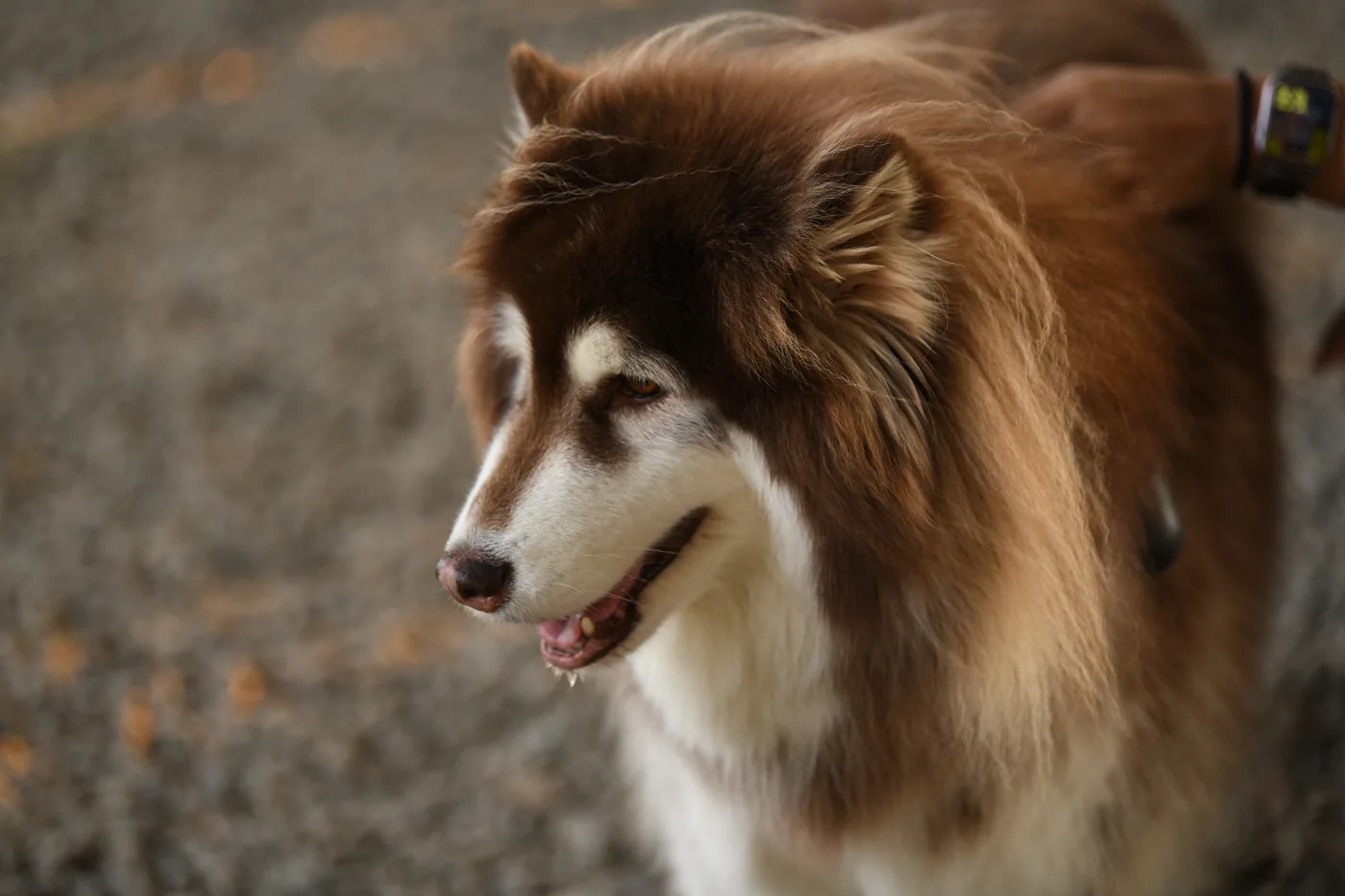 棕白色牧羊犬的近距離肖像